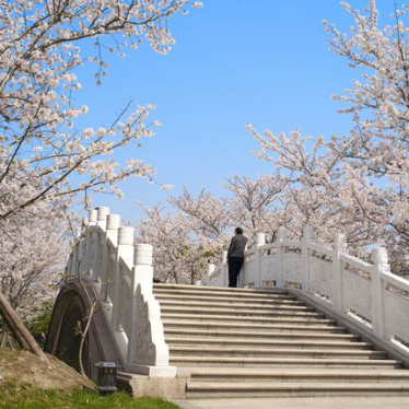 花開花落兩由之的意思是啥