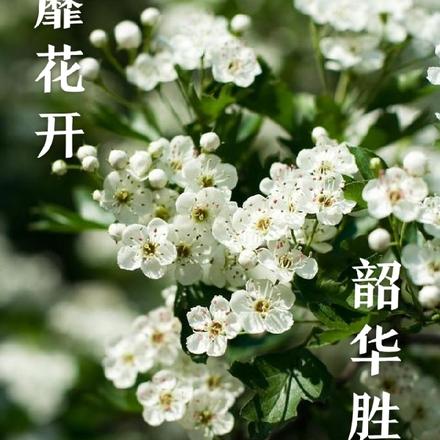 荼靡花開，韶華勝極