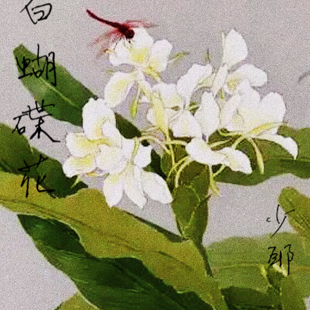 白蝴蝶花茶