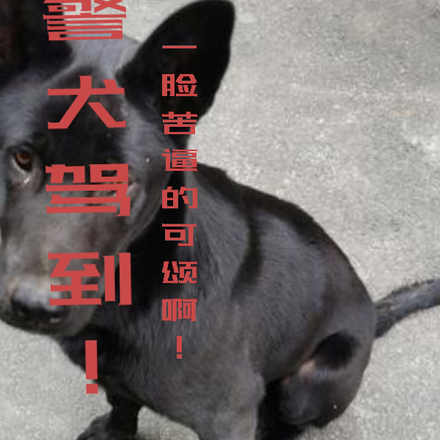 警犬在木炭中嗅出走私貨