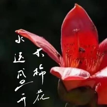 木棉花開的花語